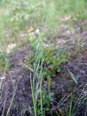 Stipa avenacea