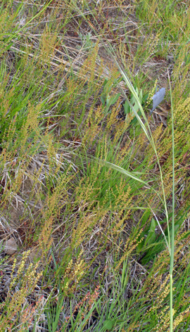 Stipa spartea