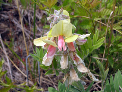 Tephrosia virginiana