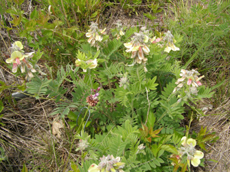 Tephrosia virginiana