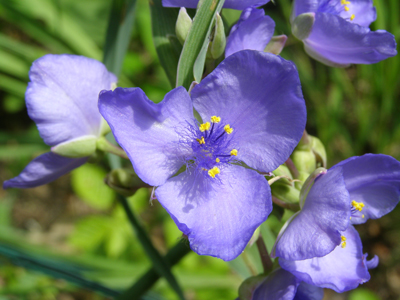 Tradescantia ohiensis