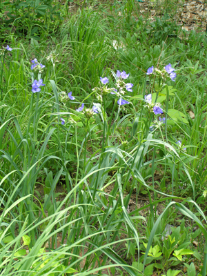 Tradescantia ohiensis