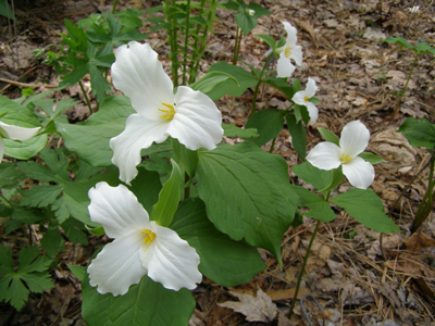 Trillium grandiflorum