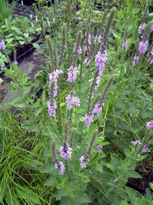 Verbena stricta