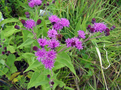 Vernonia missurica