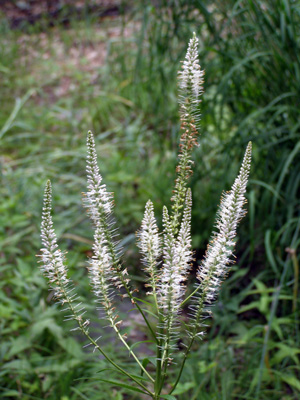 Veronicastrum virginicum