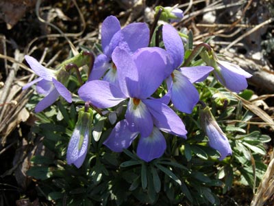 Viola pedata