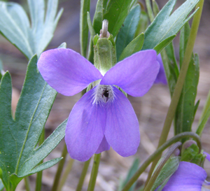 Viola pedatifida