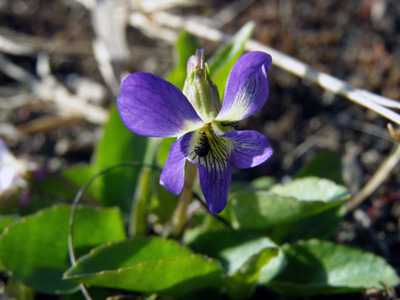 Viola sagittata