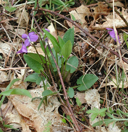 Viola sagittata